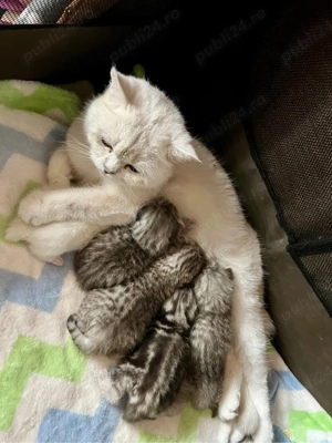 British shorthair shaded point