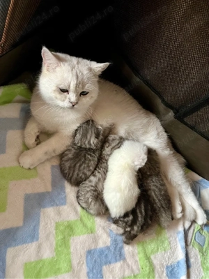 British shorthair shaded point - imagine 4