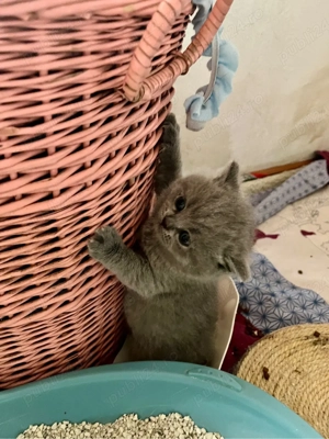 british shorthair blue - imagine 3