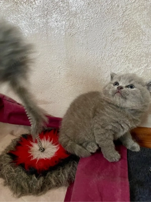 british shorthair blue - imagine 5