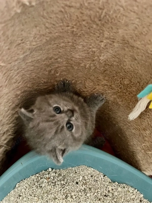 british shorthair blue - imagine 4