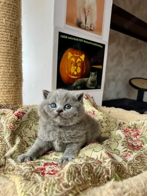 british shorthair blue - imagine 2