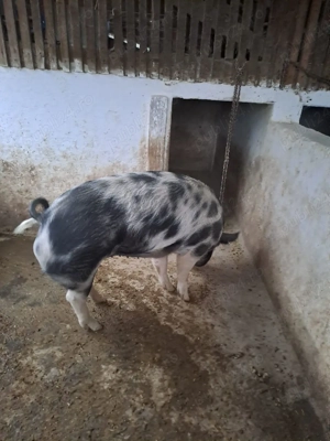 Vând porc  - imagine 3