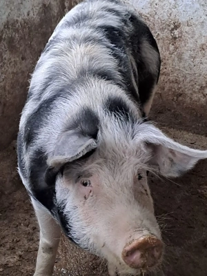 Vând porc  - imagine 4