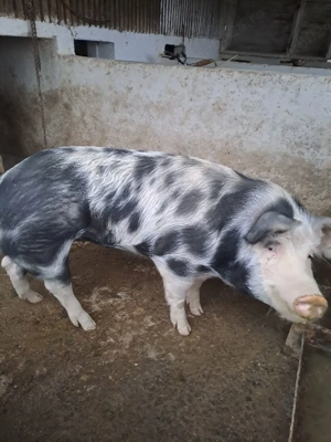 Vând porc  - imagine 2