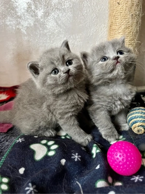 british shorthair blue - imagine 3