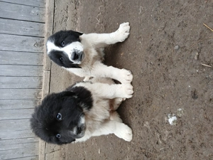  Căței ciobănesc  - imagine 4