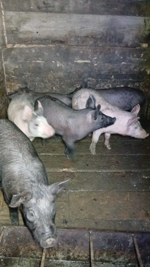 De vanzare soldanuti 