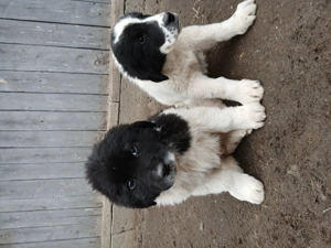  Căței ciobănesc  - imagine 3