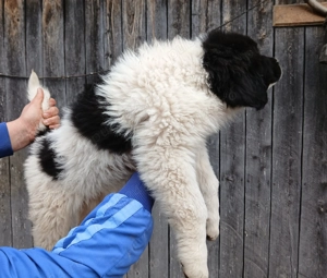  Căței ciobănesc  - imagine 2