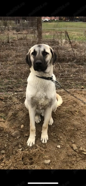 Kangal varsa 8 luni - imagine 3