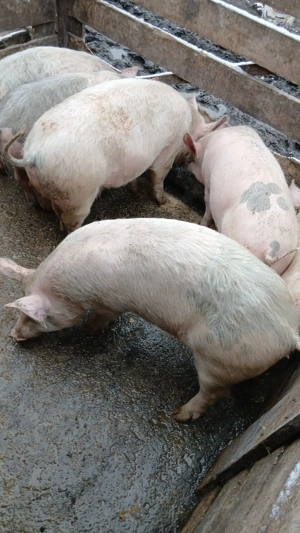 De vanzare  soldani  - imagine 2