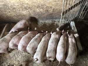 Purcelusi de 7 saptamani  - imagine 2