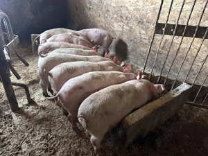 Purcelusi de 7 saptamani  - imagine 3