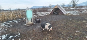 Purcei rasa vietnameza varietatea mare