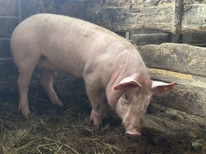 Vand soldani 50-60 kg landrace si rasa de carne - imagine 5