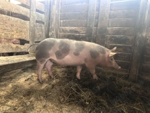 Vand soldani 50-60 kg landrace si rasa de carne - imagine 4