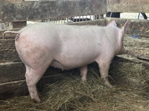 Vand soldani 50-60 kg landrace si rasa de carne - imagine 3