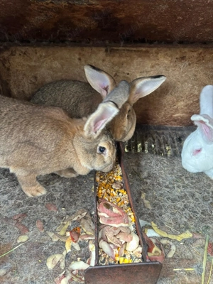 Iepuri de vanzare - imagine 4