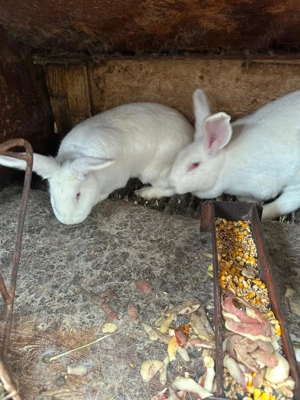 Iepuri de vanzare - imagine 3