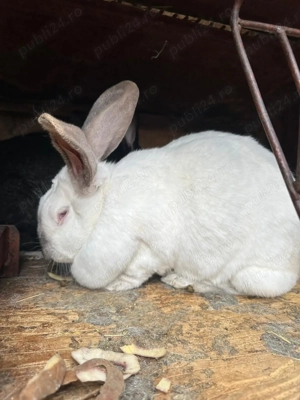 Iepuri de vanzare - imagine 2