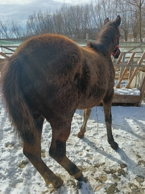 manza 6 luni breaza - imagine 3