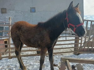 manza 6 luni breaza - imagine 2