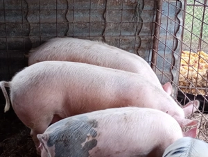 Porci de vanzare  - imagine 2