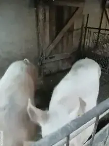 Vând porci cu greutate 150si200kg