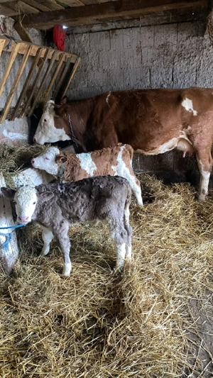 vand vaca cu 2 vitei de 3 saptamani 