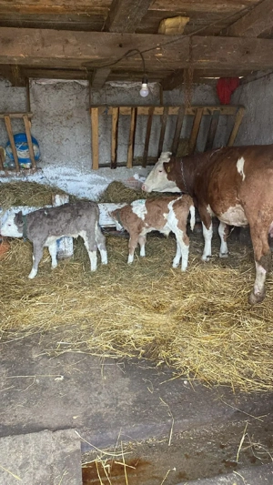 vand vaca cu 2 vitei de 3 saptamani  - imagine 3
