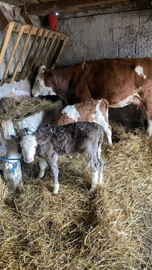 vand vaca cu 2 vitei de 3 saptamani  - imagine 2