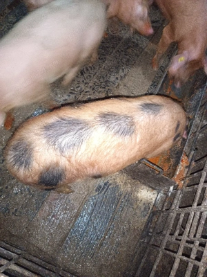 vand porci  - imagine 5