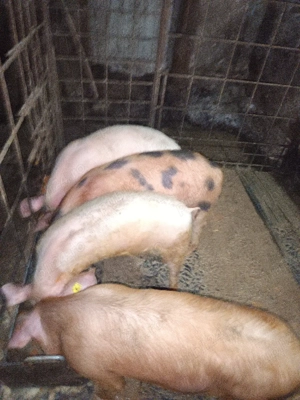 vand porci  - imagine 4