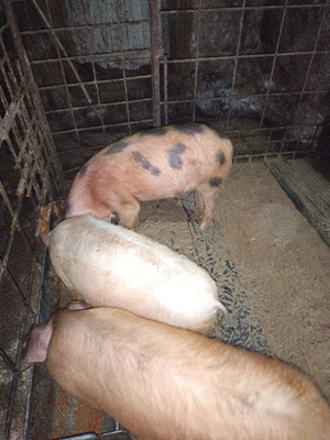 vand porci  - imagine 3