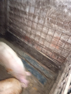 vand porci  - imagine 2