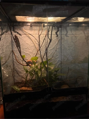 Vand perechi cameleoni - imagine 2