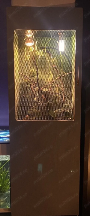 Vand perechi cameleoni - imagine 5