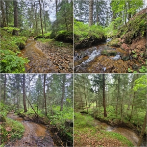 Casa vacanta Dealu Negru Călățele Pădure - imagine 7