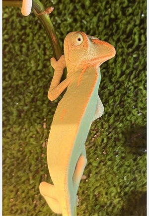 Vand perechi cameleoni - imagine 4