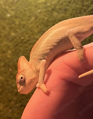 Vand perechi cameleoni - imagine 3