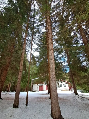 Casa vacanta Dealu Negru Călățele Pădure - imagine 9