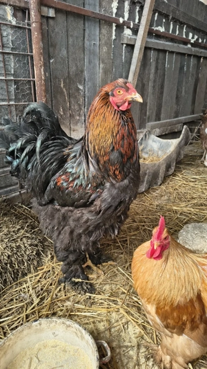 vand cocoși brahma  - imagine 2