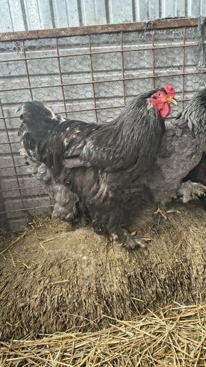 vand cocoși brahma  - imagine 3