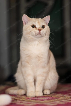  Puiuti British Shorthair isi cauta camin  - imagine 3