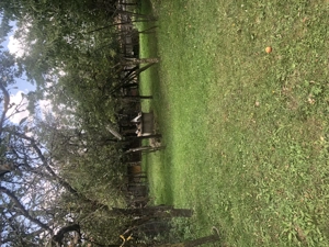 Casa batraneasca de vanzare in satul Martanus, Jud. Covasna - imagine 9
