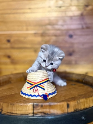  Puiuti British Shorthair isi cauta camin  - imagine 4