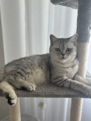  Puiuti British Shorthair isi cauta camin  - imagine 2