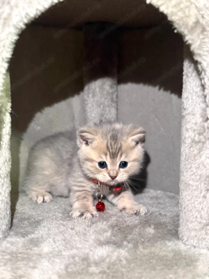  Puiuti British Shorthair isi cauta camin  - imagine 5
