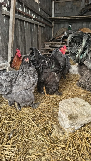 vand cocoși brahma  - imagine 4